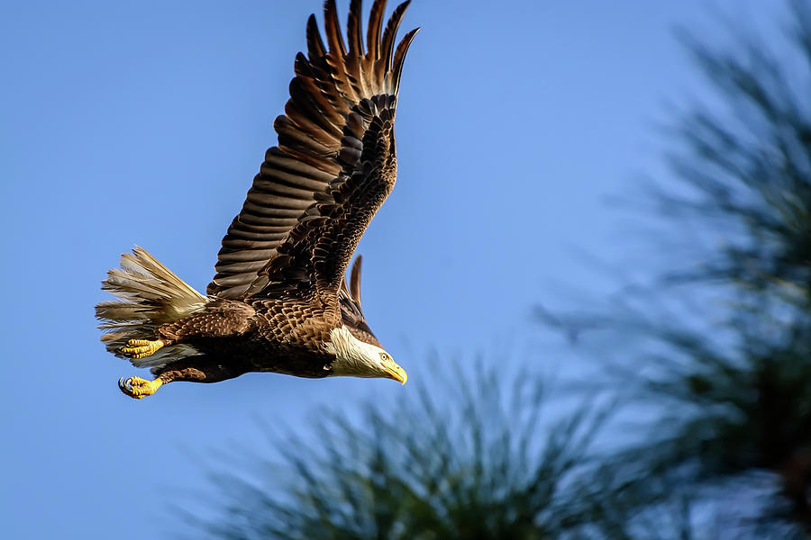 Bald Eagle in Flight Photograph by Robert Mitchell