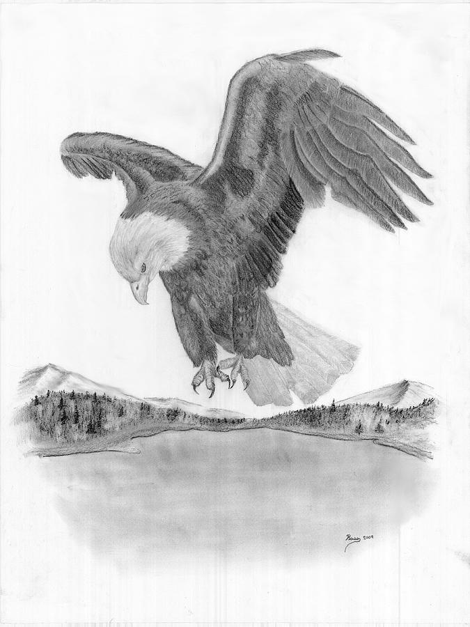 Watercolor bird Drawings Eagles