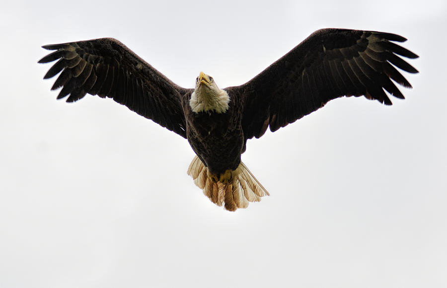 Bird Photograph - Bald Eagle In Flight Shiloh Tennessee 052120152564 by WildBird Photographs
