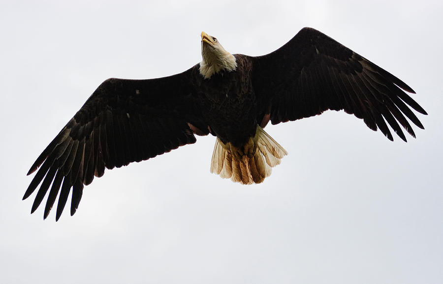 Bald Eagle In Flight Shiloh Tennessee 052120152565 Photograph