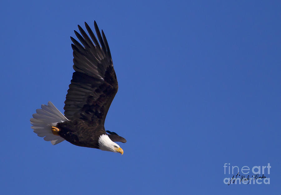 Bald Eagle In Flight-Signed #1198 Photograph by J L Woody Wooden