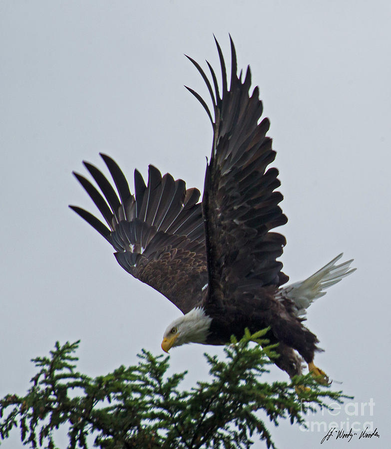 Bald Eagle In Flight-Signed-#2501 Photograph by J L Woody Wooden