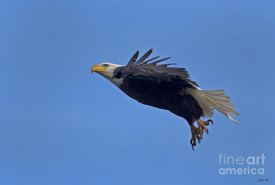 Bald Eagle In Flight-Signed-#2555 Photograph by J L Woody Wooden
