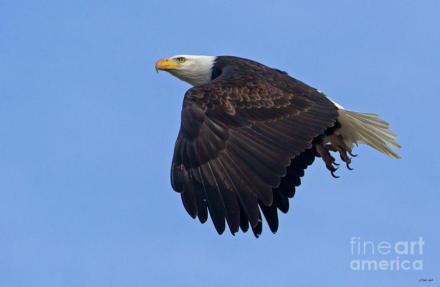 Bald Eagle In Flight-Signed-#2556 Photograph by J L Woody Wooden