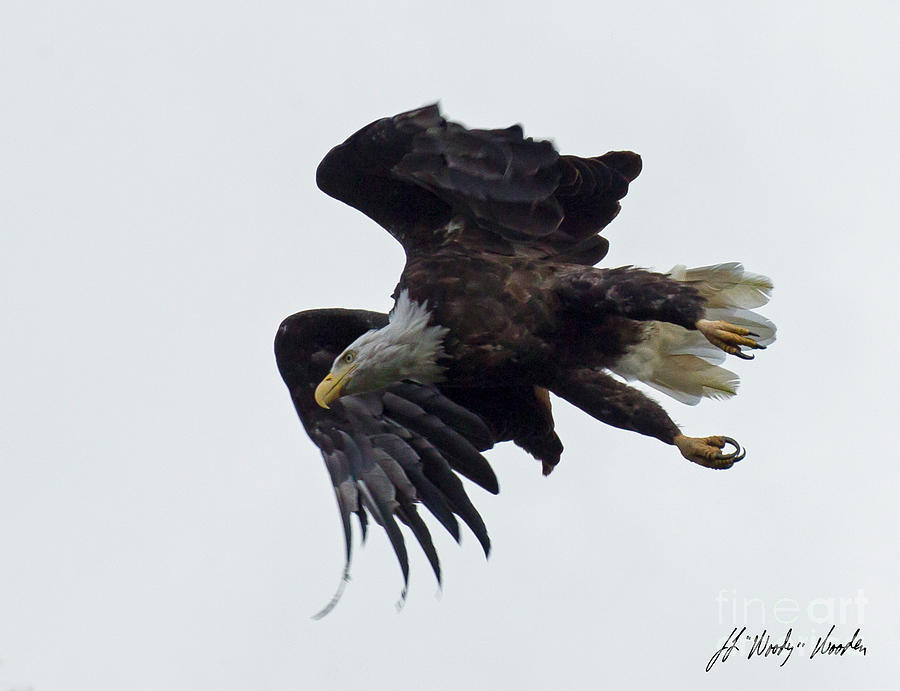 Bald Eagle In Flight-Signed-#3705 Photograph by J L Woody Wooden