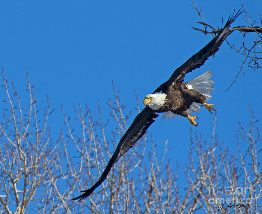 Bald Eagle In Flight-Signed-#9305 Photograph by J L Woody Wooden