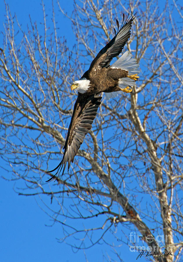 Bald Eagle In Flight-Signed-#9308 Photograph by J L Woody Wooden