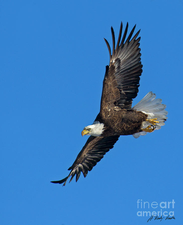 Bald Eagle In Flight-Signed-#9310 Photograph by J L Woody Wooden