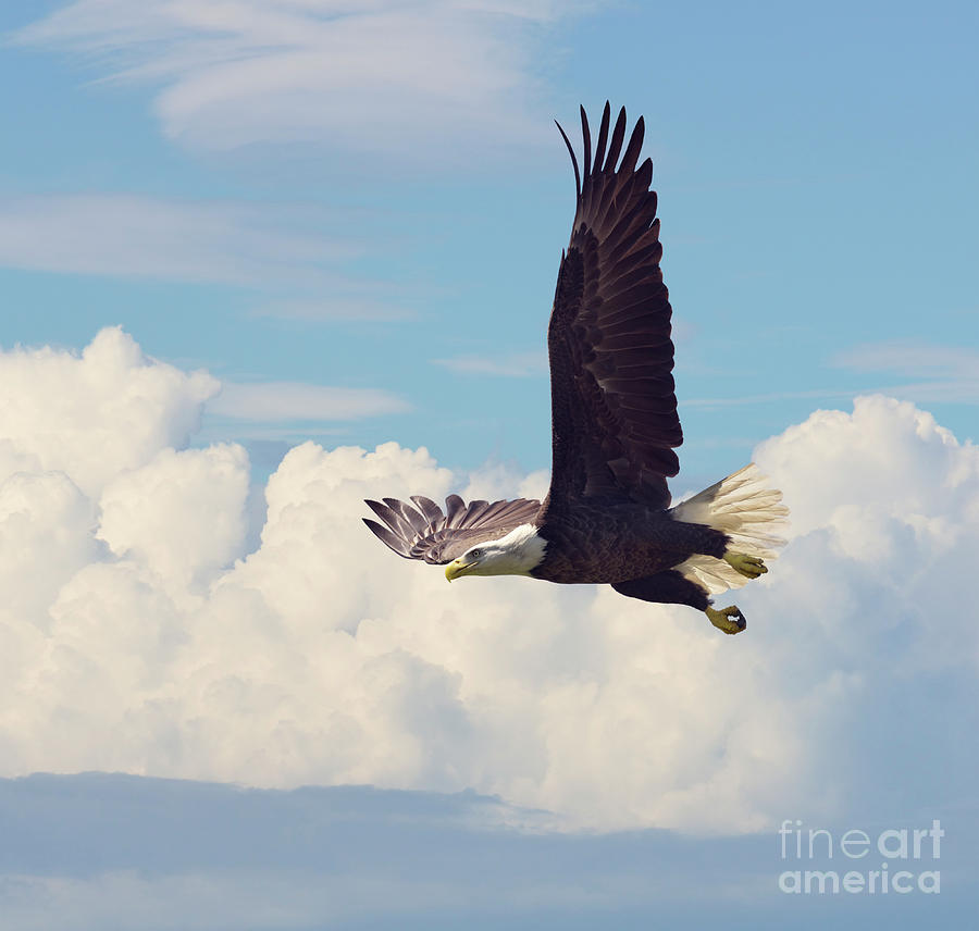 Bald Eagle in Flight Photograph by Svetlana Foote - Fine Art America