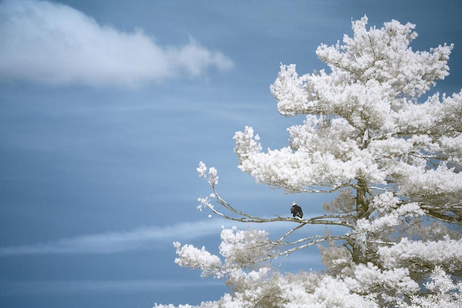 Bald Eagle in Infrared Photograph by Brian Hale