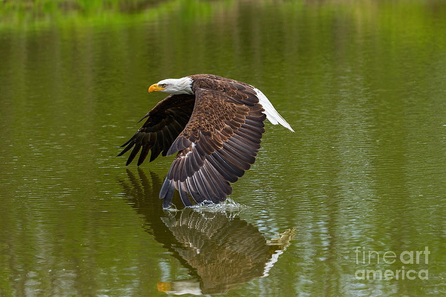 Bald Eagle in low flight over a lake Photograph by Les Palenik
