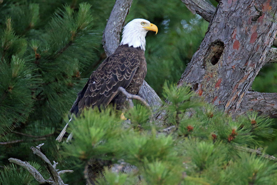 Bald Eagle in Pine Photograph by Brook Burling