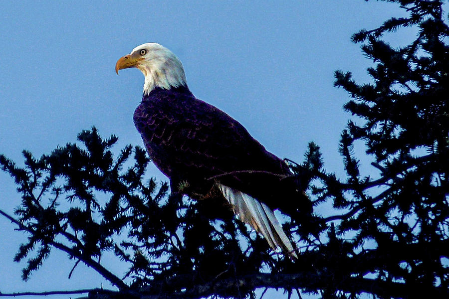 Bald Eagle in Pine Tree Photograph by Marilyn Burton