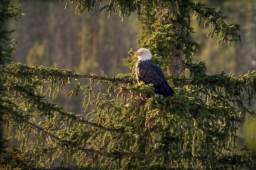 Bald Eagle In Pine by Vicki Stansbury Bald Eagle In Pine by Vicki Stansbury