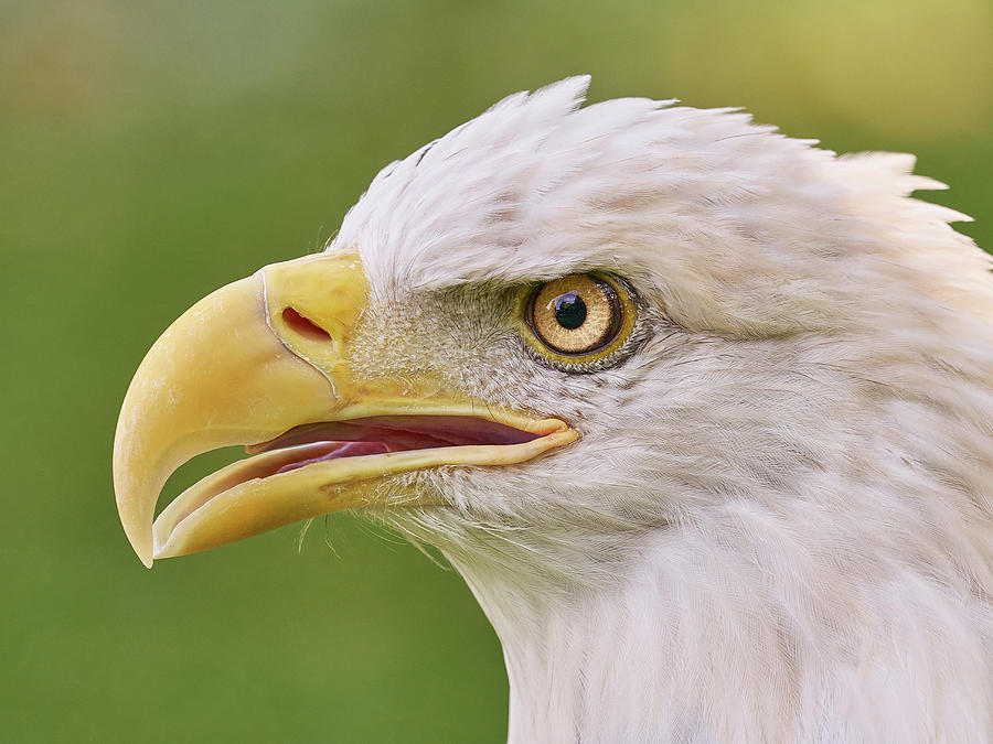Bald Eagle in profile Photograph by Jim Hughes