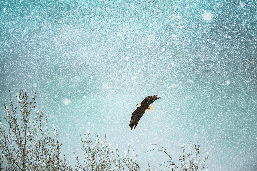 Bald Eagle In Snow Storm Photograph