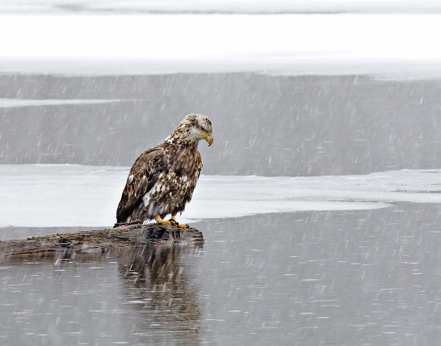 Bald Eagle in Snow Storm Photograph by John Vose