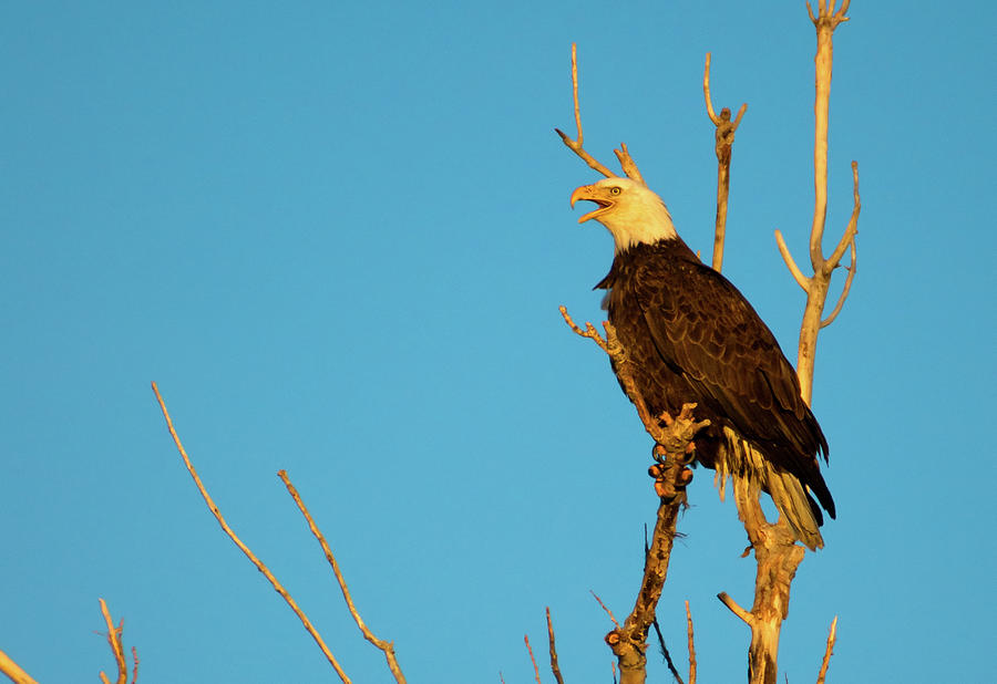Bald Eagle In Sunlight Photograph by John De Bord
