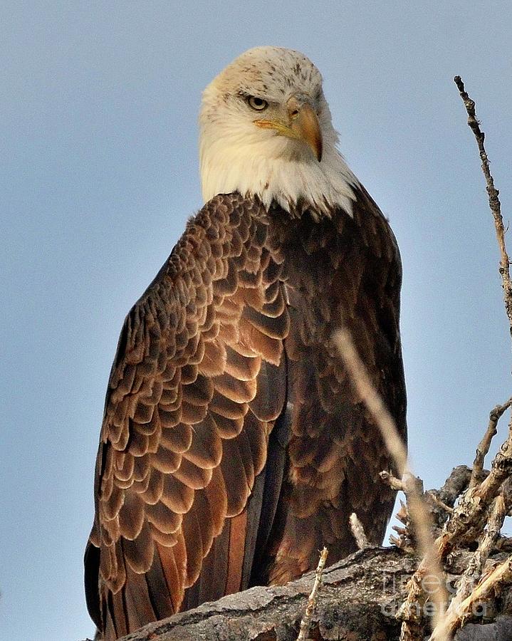 Bald Eagle in Sunlight Photograph by Robert Buderman