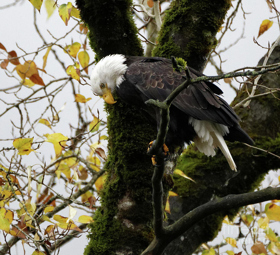 Bald Eagle in the Fall Photograph by Sue Harper