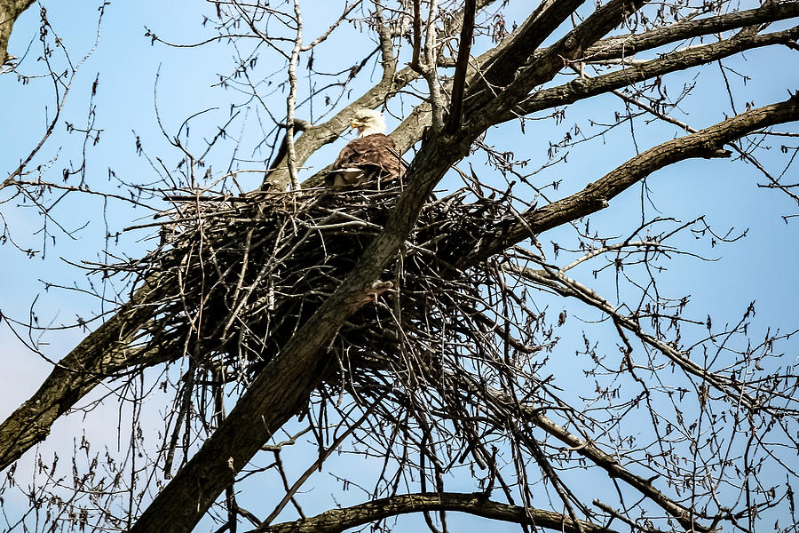 Bald Eagle in the Nest Photograph by Cynthia Woods