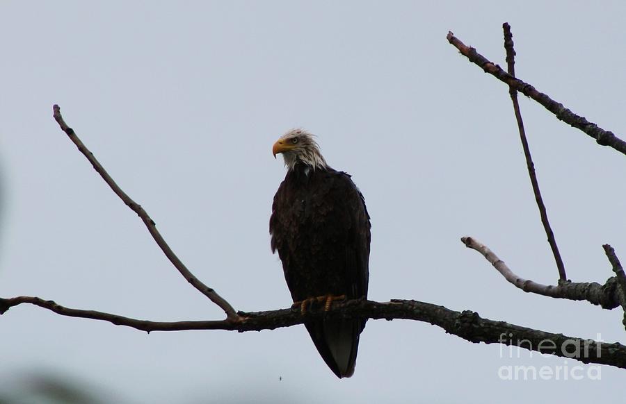 Eagle Photograph - Bald Eagle in the Rain   by Neal Eslinger