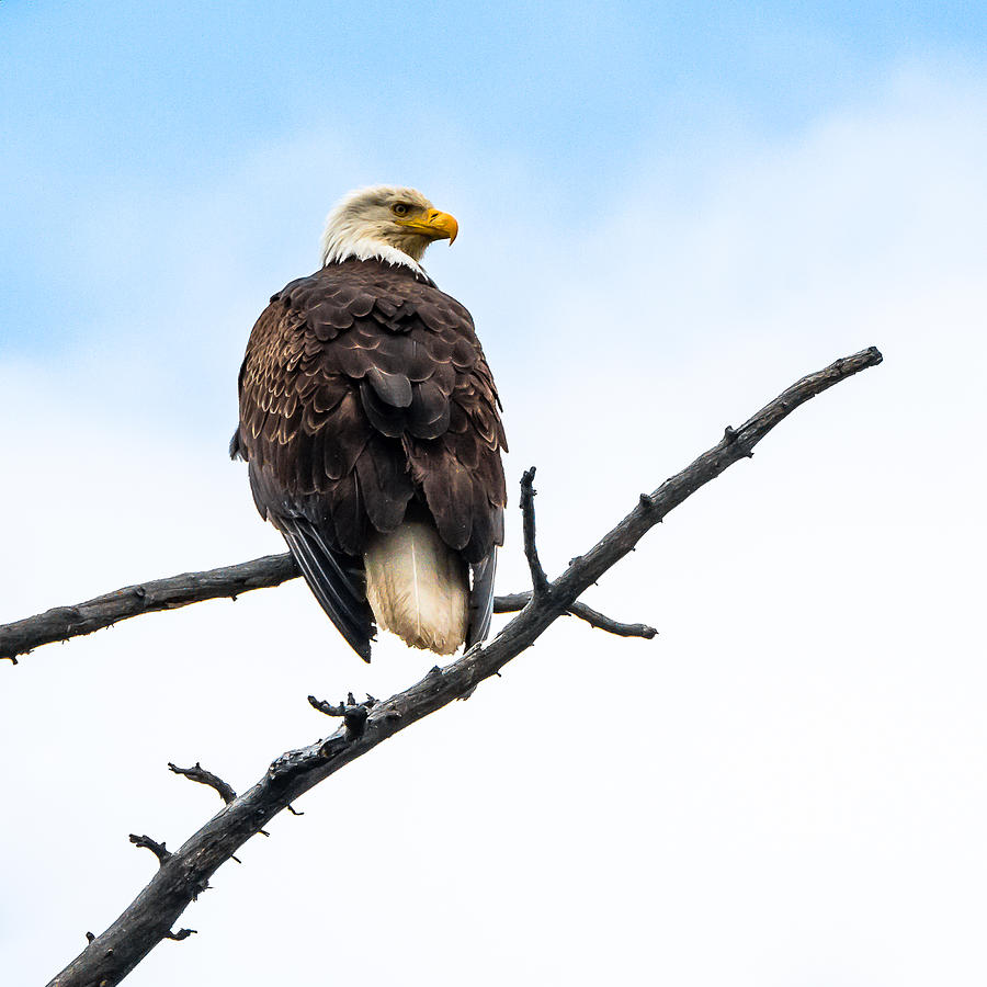 Bald Eagle In The Sky Photograph by Yeates Photography