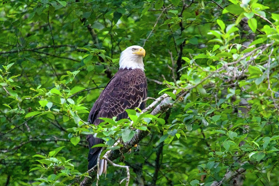 Bald Eagle in Tree Photograph by Anthony Jones