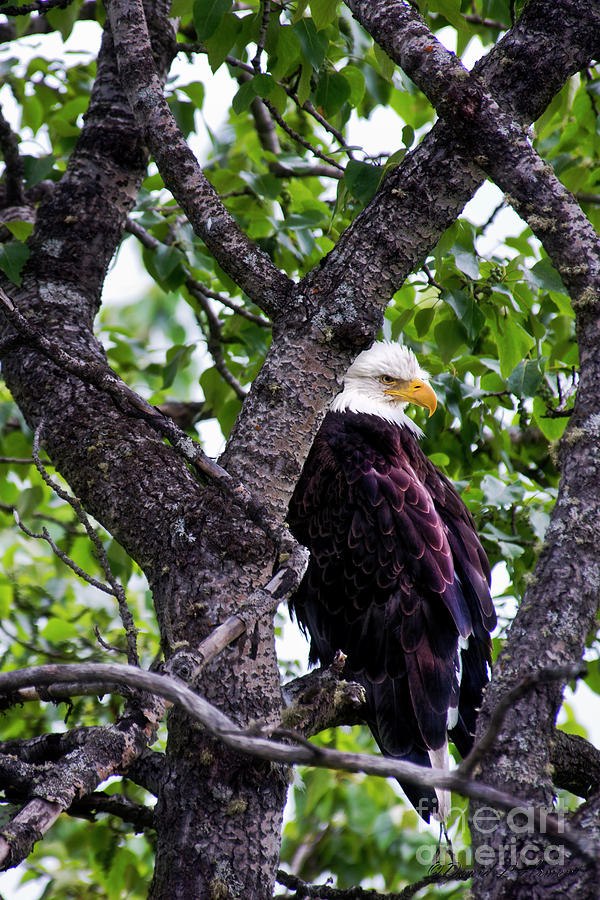 Bald Eagle in Tree Photograph by David Arment