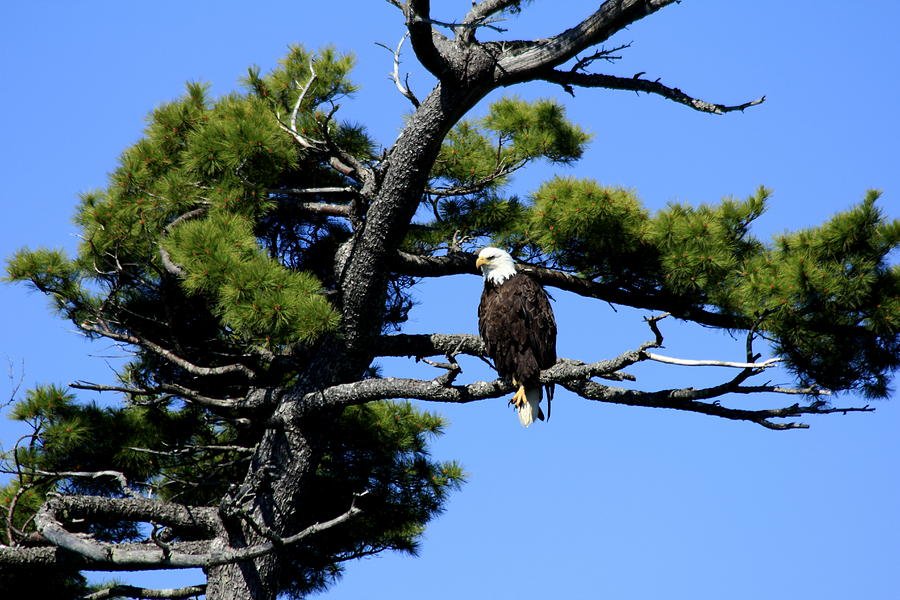 Bald Eagle in tree Photograph by Gary Corbett