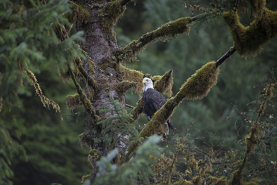 Bald Eagle in Tree of Moss Photograph by Bill Cubitt