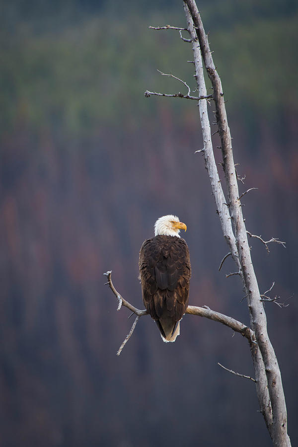 Bald Eagle in Waiting Photograph by Bill Cubitt