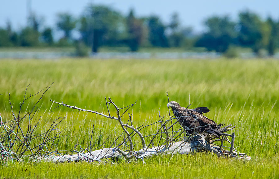 Bald Eagle in Waiting Mode Photograph by Jeff at JSJ Photography