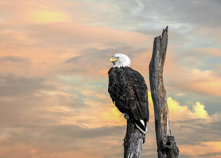 Bald Eagle Inspiration Photograph by Patrick Wolf