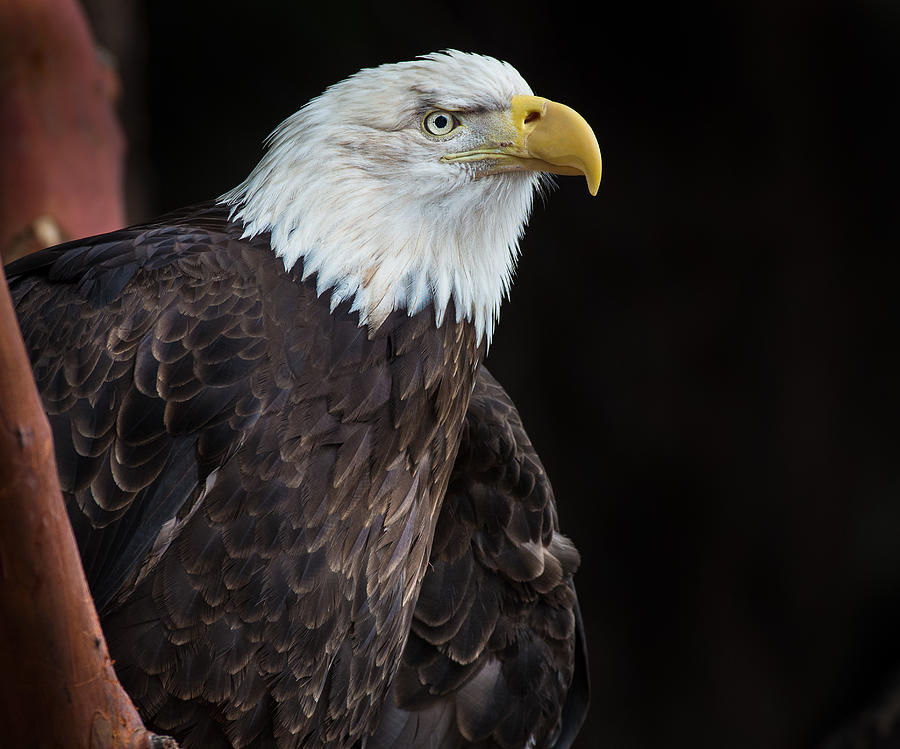 Bald Eagle Intensity Photograph by Greg Nyquist