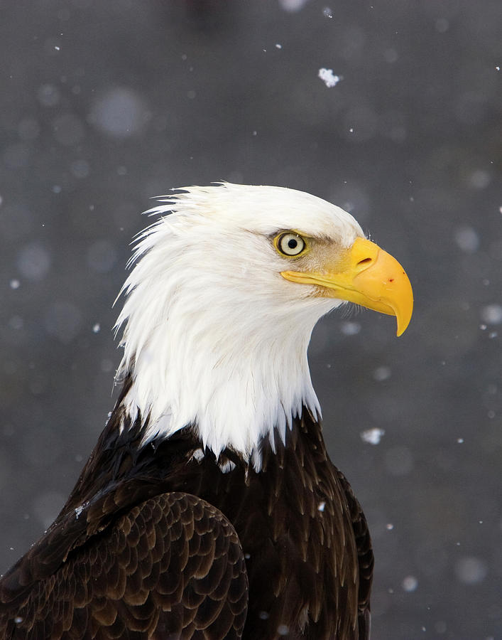 Bald Eagle Intensity Photograph by Mark Miller