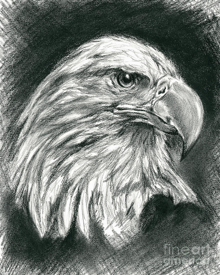 Eagle Drawing - Bald Eagle Intensity by MM Anderson