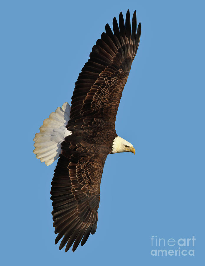 Bald Eagle IV Photograph by Douglas Stucky