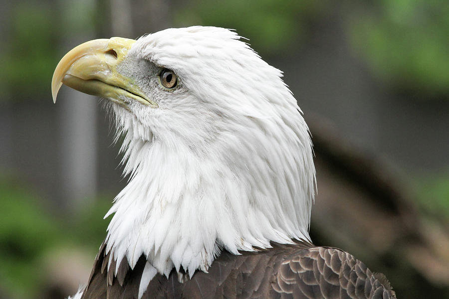 Bald Eagle Photograph by Jackson Pearson