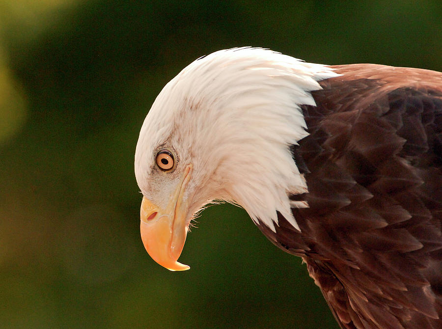 Bald Eagle Photograph by James Steele