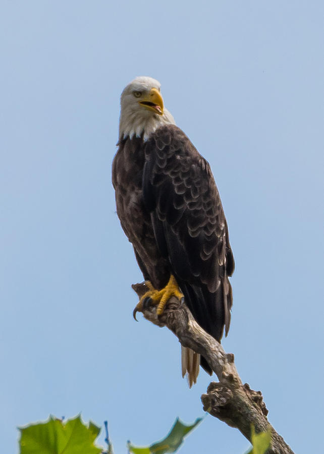 Bald Eagle Photograph by Holden The Moment