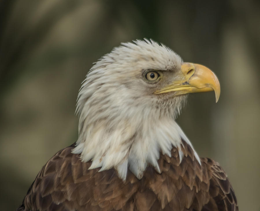 Bald Eagle Photograph by Jane Luxton