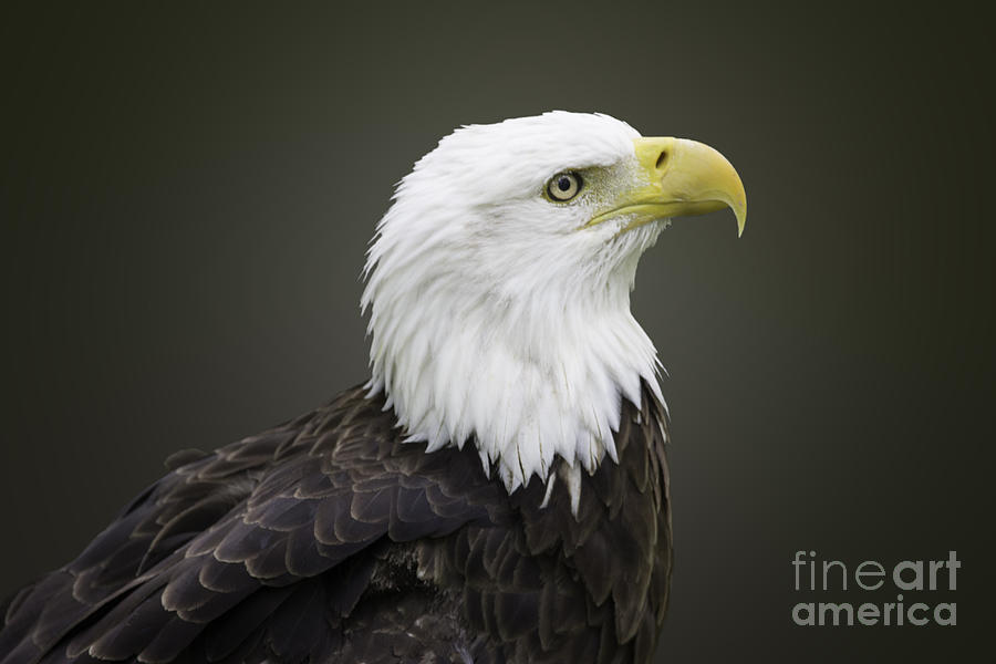 Bald Eagle Series Photograph by Jeannette Hunt