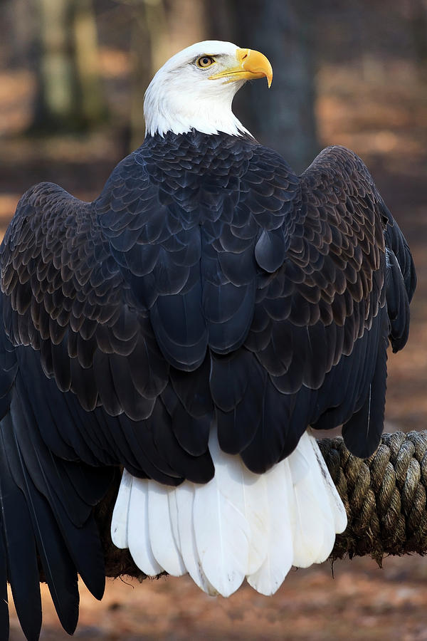 Bald Eagle Photograph by Jill Lang