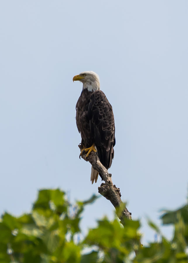 Bald Eagle Photograph by Holden The Moment