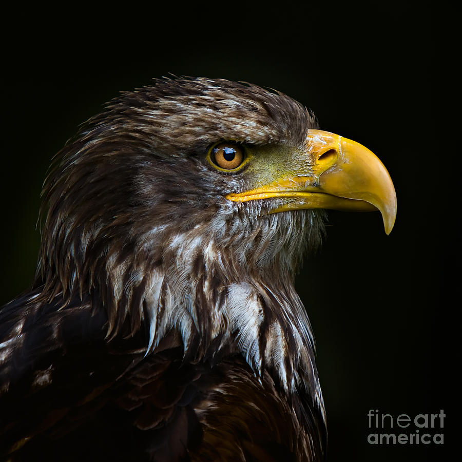 Bald Eagle Photograph by Joerg Lingnau