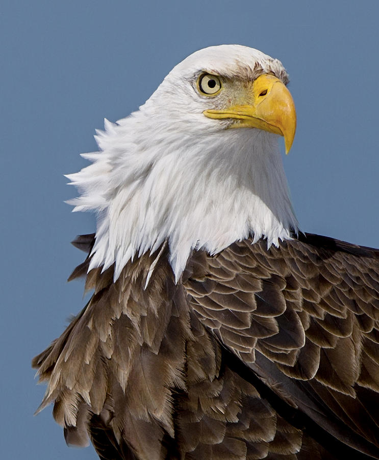 Bald Eagle Photograph by John T Humphrey