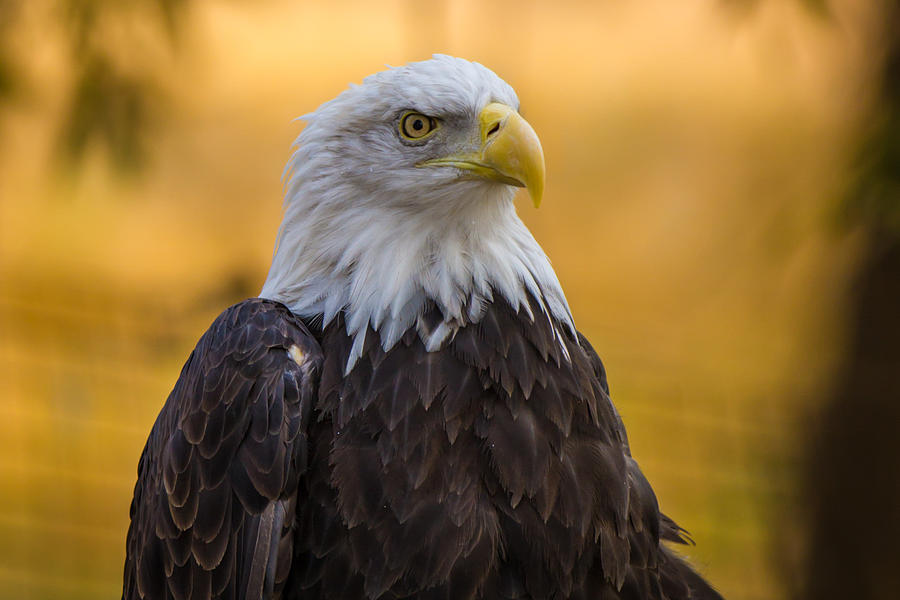 Bald Eagle Photograph by John Tamietti - Fine Art America