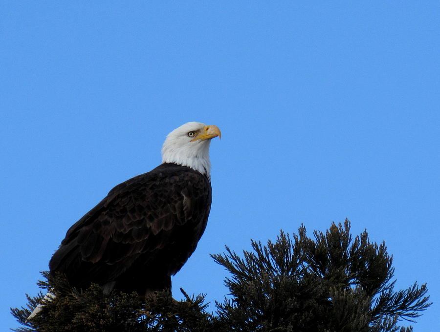 Bald Eagle Photograph by Joshua Bales