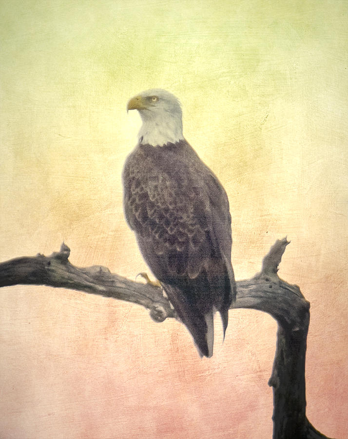 Bald Eagle Photograph by Judy Hall-Folde